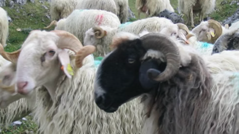 Rencontre avec un berger au sommet du Baigura 🐑