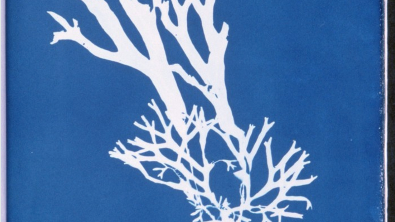 Ciap'art : Atelier cyanotype